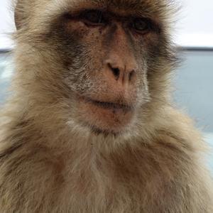 48. Portrét makaka, Gibraltar