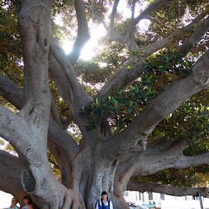 055. Ficus elastica, Cádiz