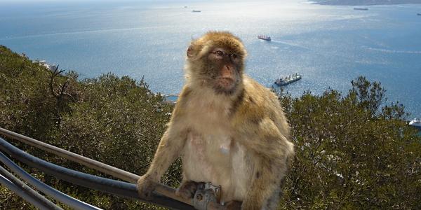 070. Makak bezocasý, symbol Gibraltaru 1