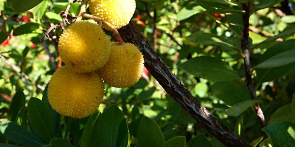 086. Arbutus planika