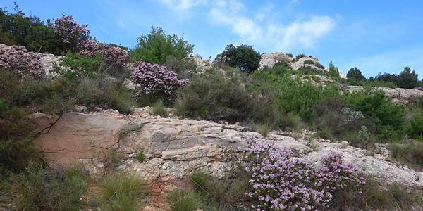 115. Montserrat 13