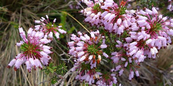 115. Montserrat, Erica sp.