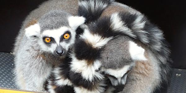 002. Lemur catta, Skansen