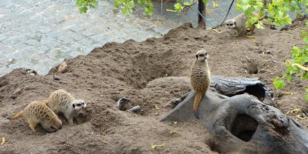 029. Surikata taktéž na hlídce, Skansen