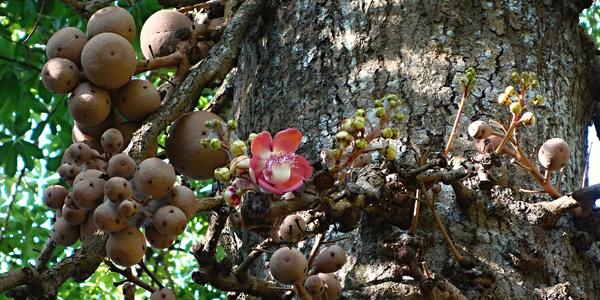 007. Peradenyia, Couropita guianensis