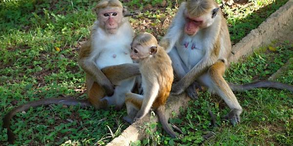 028. Makakové v Polonnaruwa
