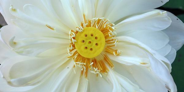 108. Lotos, symbol buddhismu 2