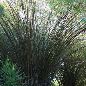 111. Botanická zahrada Peradenyia, obří bambusy