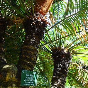 113. Botanická zahrada Peradenyia
