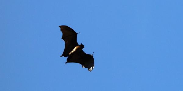 123. Peradenyia, letící kaloň