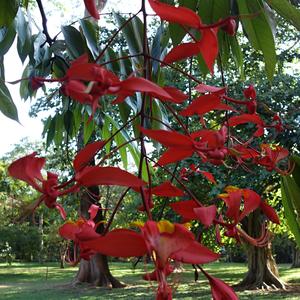 124. Peradenyia, Amherstia nobilis