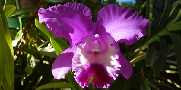 126. Peradenyia, orchideje 1