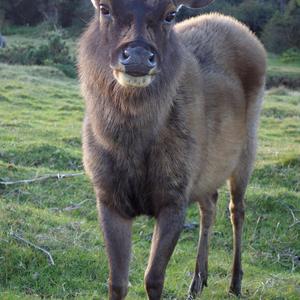 160. NP Horton plains, samice sambara