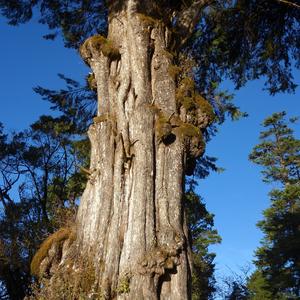161. NP Horton plains, pamětník věků