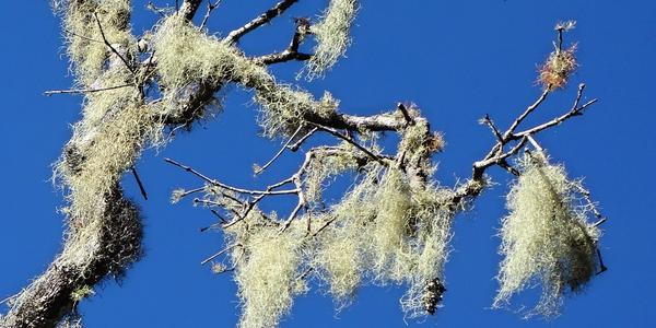 170. Lišejníky v NP Horton plains