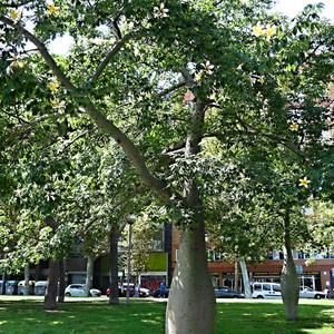 02. Ceiba pentandra, Bercelona