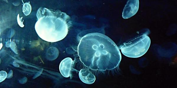 136. Oceanografické muzeum, Valencie 3