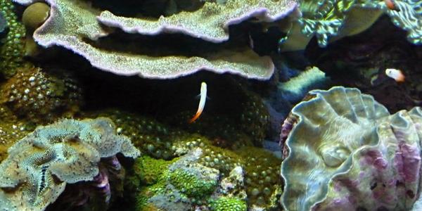 136. Oceanografické muzeum, Valencie 6