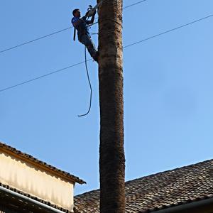 54. Ořezávání palmy, Cordoba