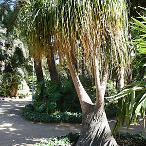 11. Beaucarnea recurvata, Sloní noha, Malaga