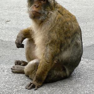 131. Makak bezocasý, Gibraltar
