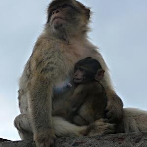 137. S maminkou, Gibraltar