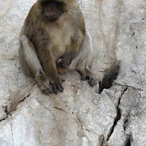 145. Zas tak velká zábava to není, Gibraltar