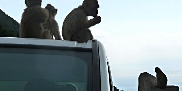 146. Siluety, Gibraltar 1