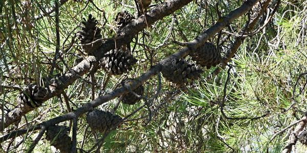 95. Pinus halepensis, Ronda
