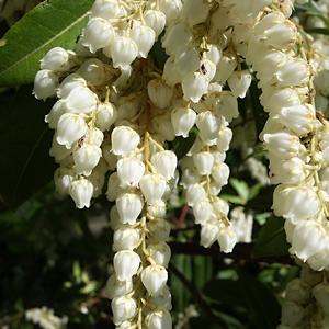 26. Pieris formosa, Madrid