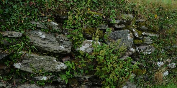 40. Stará kamenná zídka, Glendalough
