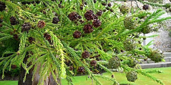 52. Cryptomeria japonica, kterou zasadil princ z Walesu v roce 1911