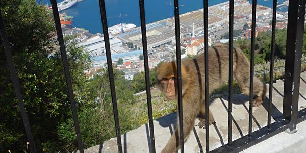 106. Makak, symbol Gibraltaru