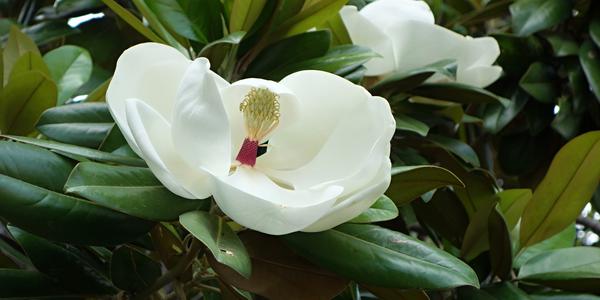 145. Kvetoucí Magnolia denudata, Generalife