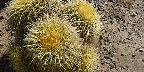 157. Park La Paloma, Echinocactus grusonnii, Benalmadena
