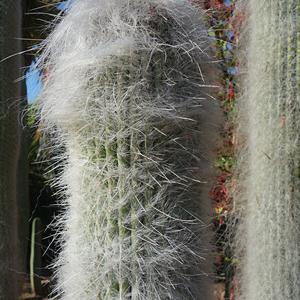 158. Park La Paloma, Cephalocereus senilis, Benalmadena