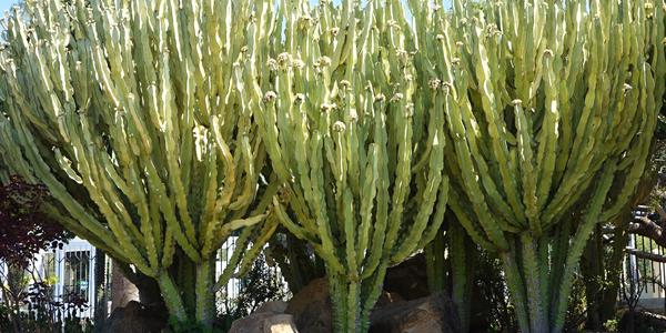 160. Park La Paloma, Euphorbia canariensis, Benalmadena 1