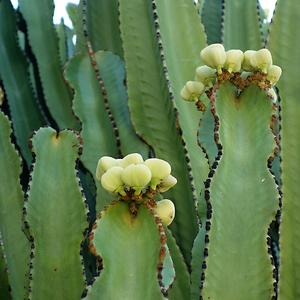 160. Park La Paloma, Euphorbia canariensis, Benalmadena 2