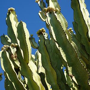 160. Park La Paloma, Euphorbia canariensis, Benalmadena 3