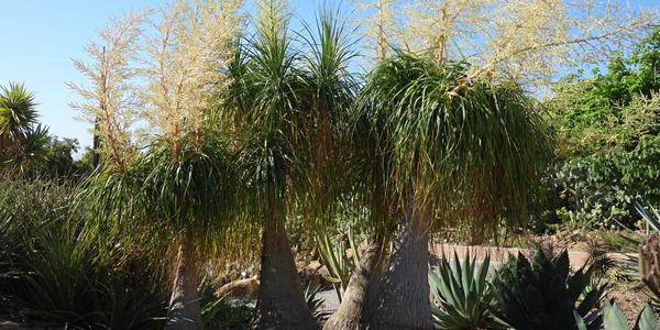 161. Park La Paloma, Beaucarnea recurvata (Mexiko), Benalmadena