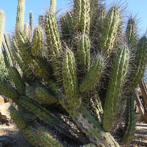 161. Stetsonia coryne, La Paloma, Benalmadena