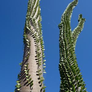 162. Alluaudia procera (Madagaskar), Park La Paloma, Benalmadena 2