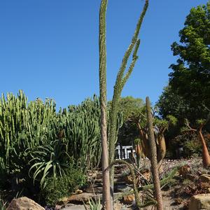 162. Alluaudia procera, park La Paloma, Benalmadena 1