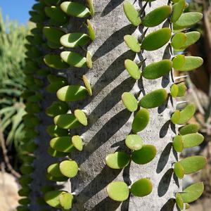 162. Alluaudia procera, park La Paloma, Benalmadena 4
