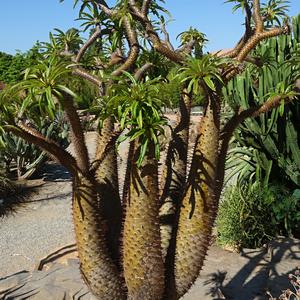 163. Pachypodium lamerei (Madagaskar), park La Paloma, Benalmadena