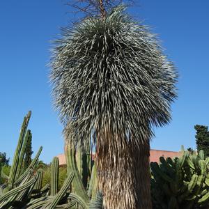 165. Yucca rostrata, park La Paloma, Benalmadena 1