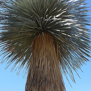 165. Yucca rostrata, park La Paloma, Benalmadena 2