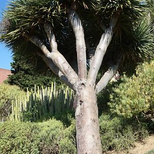 166. Dracaena draco, park La Paloma, Benalmadena 1
