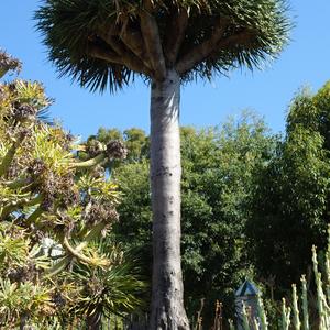 166. Dracaena draco, park La Paloma, Benalmadena 2