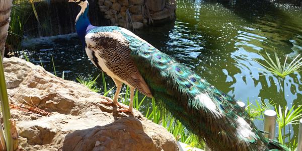 168. Paví samec, park La Paloma, Benalmadena 3